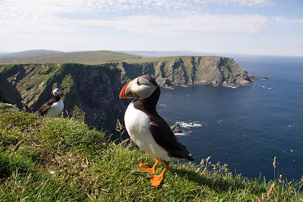 orgoglioso pulcinella di mare - shetland islands foto e immagini stock