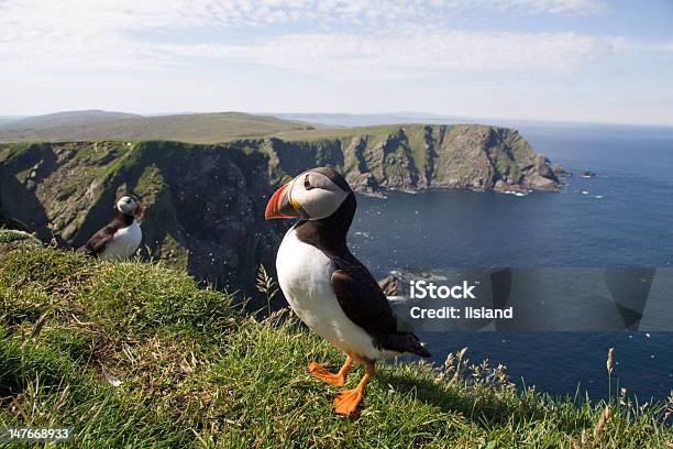 Proud Puffin Stock Photo - Download Image Now - Puffin, Shetland Islands, Herma Ness