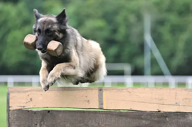 belgian shepherd Tervueren jumping