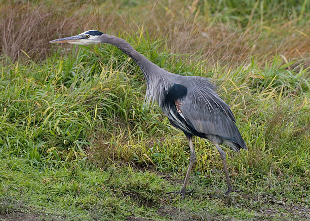 Great Blue Heron stock photo