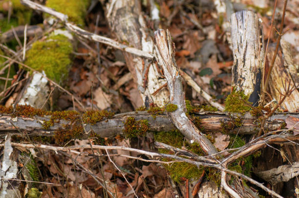 istock moss on the ground in the forest. close-up. 1476692099