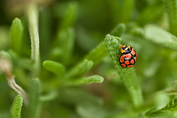 Ladybird stock photo