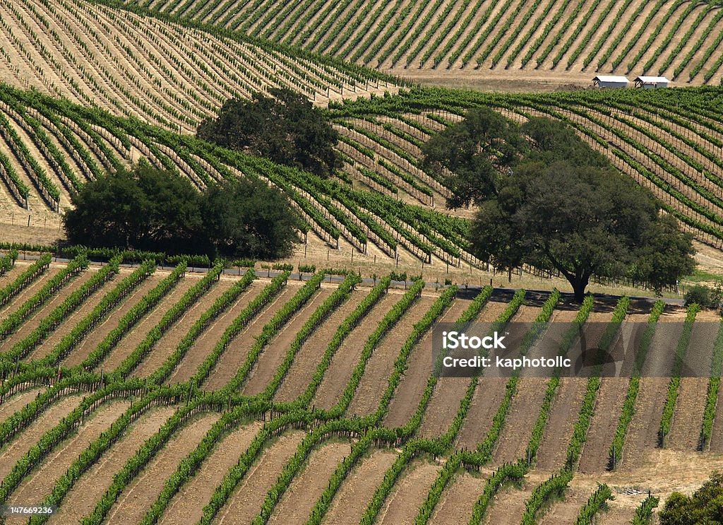 Vineyard - Photo de Agriculture libre de droits