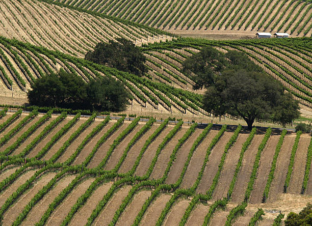 виноградник - vineyard california carneros valley hill стоковые фото и изображения