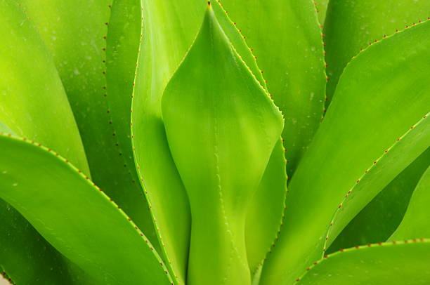 The verdure leaves of American aloe stock photo