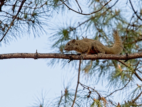 Pallas's squirrel (Callosciurus erythraeus), also known as the red-bellied tree squirrel, is a species of squirrel native to Greater China, India, and Southeast Asia.