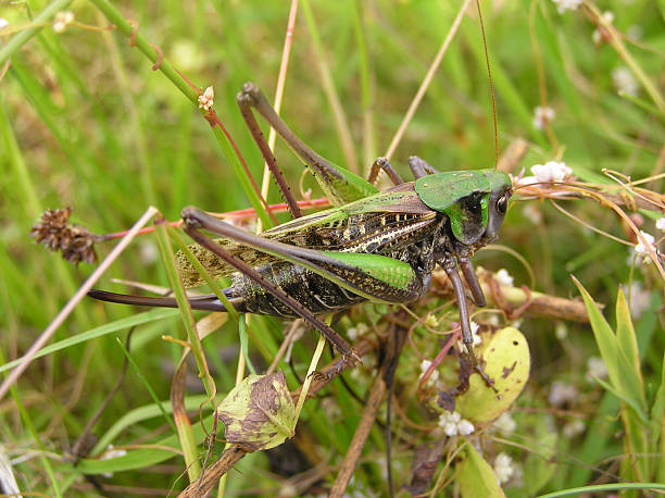 Grasshopper (1) OLYMPUS DIGITAL CAMERA giant grasshopper stock pictures, royalty-free photos & images