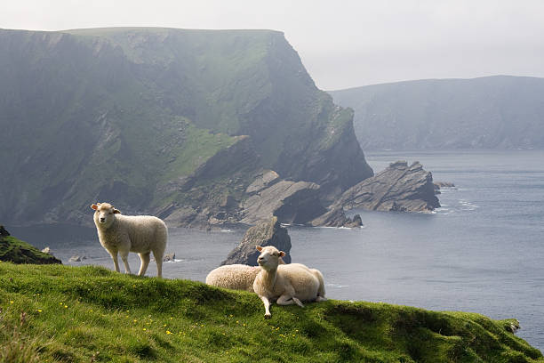 ovelhas relaxante na costa das ilhas shetland - sheep shetland islands water flower - fotografias e filmes do acervo