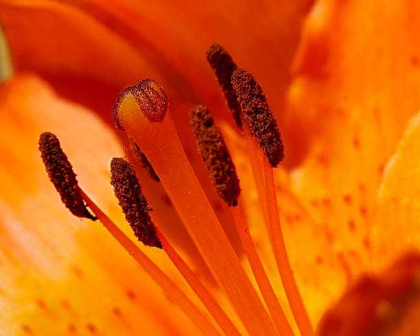 istock close-up of the lily 147669620
