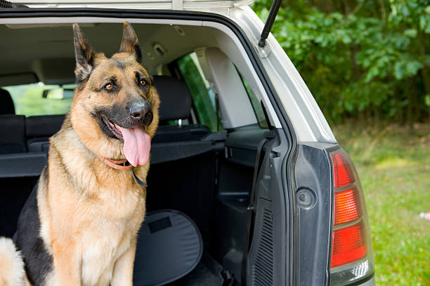 istock German Shepherd dog in the back of a car 147669680
