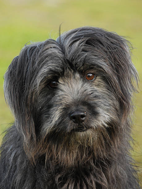 pyrenean shepherd - pyrenean fotografías e imágenes de stock