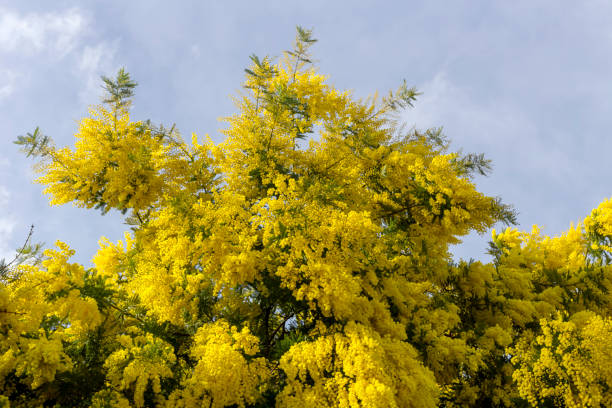 istock Mimosa flowers (Acacia dealbata) growing  in a park 1476698331
