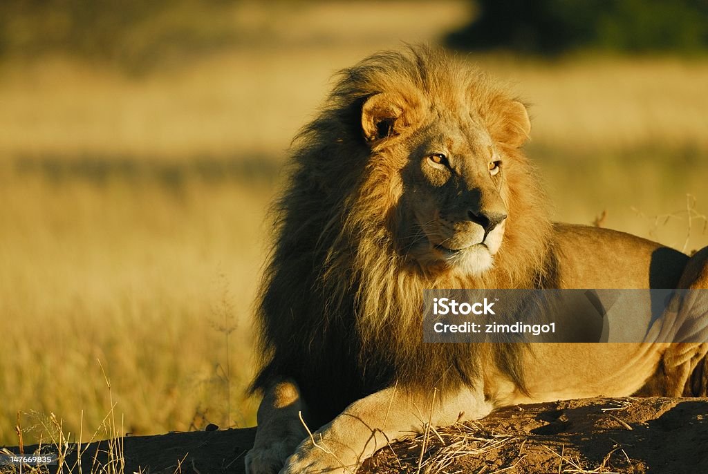 Lion de Namibie-Chambre avec très grand lit - Photo de Animaux de safari libre de droits