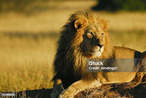Photo libre de droit de Lion De Namibiechambre Avec Très Grand Lit banque d'images et plus d'images libres de droit de Animaux de safari - Animaux de safari, Animaux à l'état sauvage, Courage