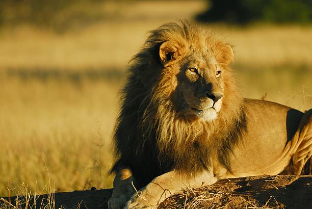 istock Lion-King of Namibia 147669835
