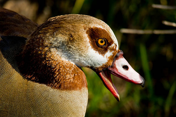 Egyptian Goose stock photo