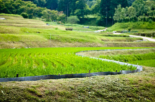 Arrozal no Japão - foto de acervo