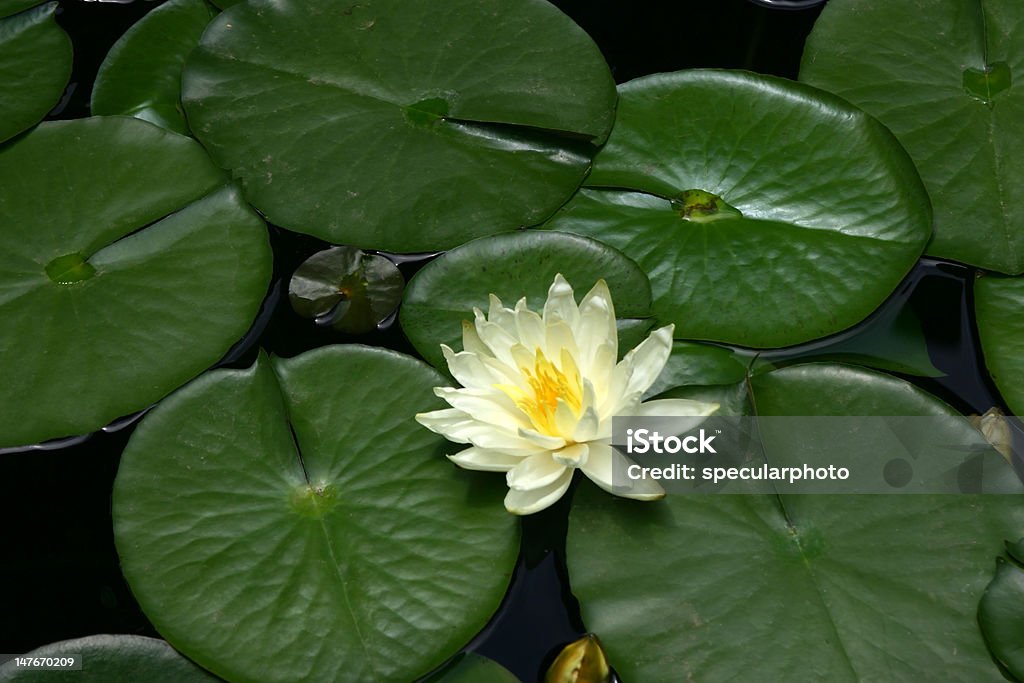 Nénuphar avec feuilles et fleurs - Photo de Beauté de la nature libre de droits