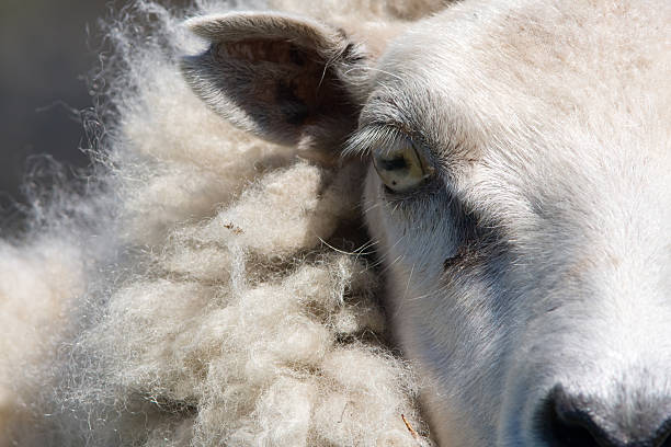 close up of sheep head - shetlandeilanden stockfoto's en -beelden