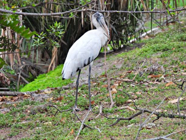 istock Wood Stork (Mycteria americana) - carrying a stick for its nest 1476703681