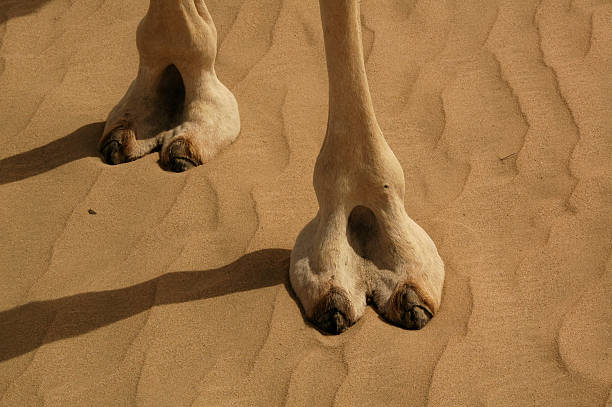Camels Feet Stock Photo - Download Image Now - Camel, Animal Body Part,  Animal Foot - iStock