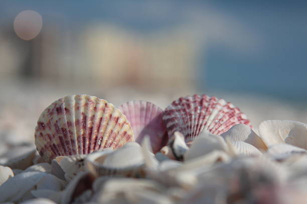 Beach Shells Beach Shells marco island stock pictures, royalty-free photos & images