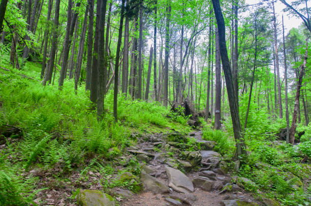 Hiking Path Leading Over Wooden Bridge Over Creek in Springtime - Scenic lush Cottonwood tree forest with mountain creek flowing through valley with lush foliage at the beginnings of spring. Nature landscape scenic.