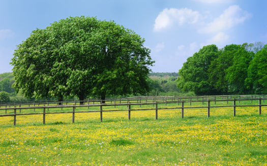 View across paddocks covered with buttercups