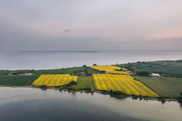 istock Landscape in Denmark. Scenic rapeseed fields on the island surrounded by sea 1476707152