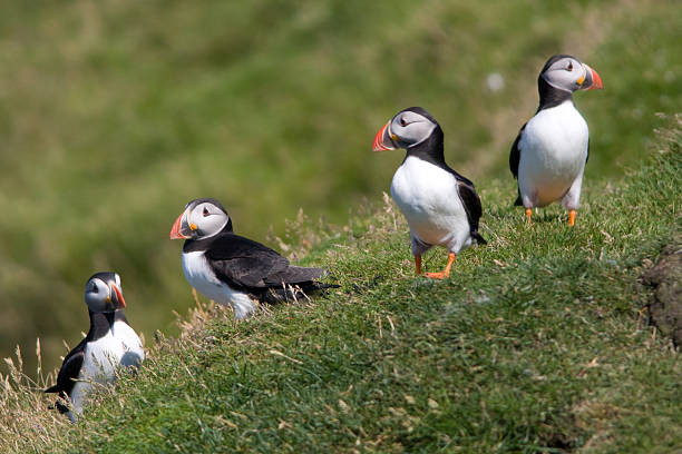 istock Puffins on collective lookout 147670732