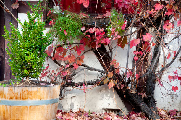 Autumn in Hahndorf - South Australia