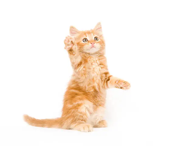 A yellow long-haired kitten swinging its paw while playing on a white background. One in a series.