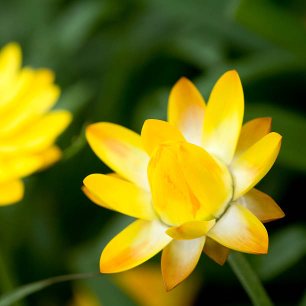 Helichrysum 'Sunshine' stock photo