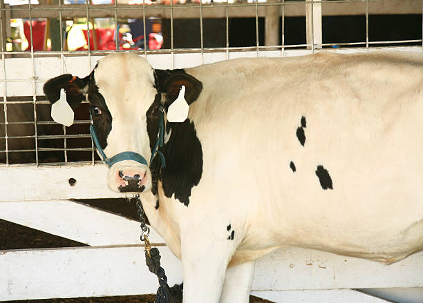 Holstein dairy cows comfortably laying down in freestalls barn. . High quality photo