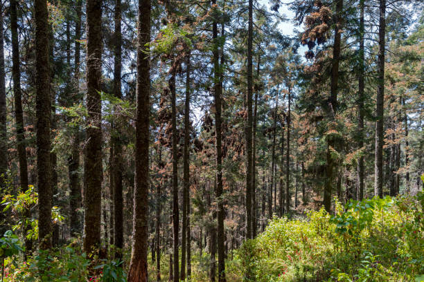 istock monarch butterflies cluster on oyamel trees 1476710807