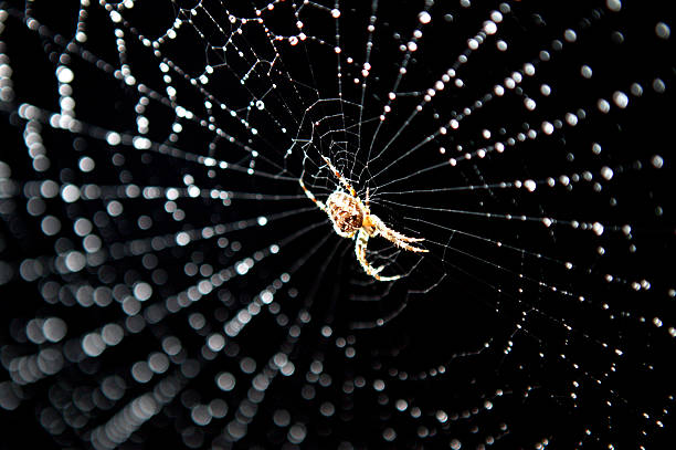 spider web stock photo