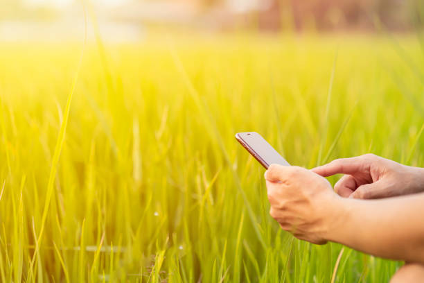 istock Closeup of a man using mobile smart phone on nature background with sunlight. 1476713678