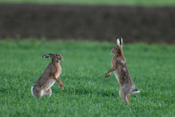 istock Boxing european hares (Lepus europaeus) 1476713786