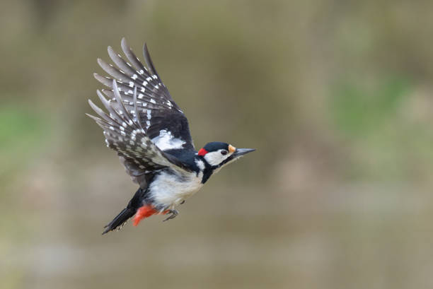 istock Male great spotted woodpecker (Dendrocopos major) 1476713806