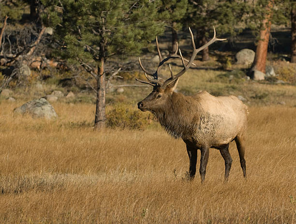 istock American Elk in a field 147671551
