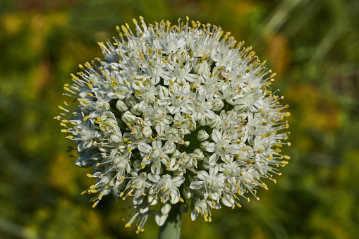 Inflorescence of onion (lat. Allium cepa) on a garden plot. Onion is a perennial herbaceous plant, a species of the Onion genus (Allium) of the Onion family (Alliaceae), a widespread vegetable crop.