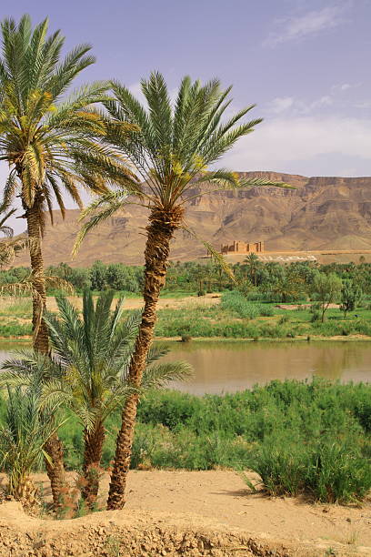 Tamnougalt oasis in Dara Valley, Morocco