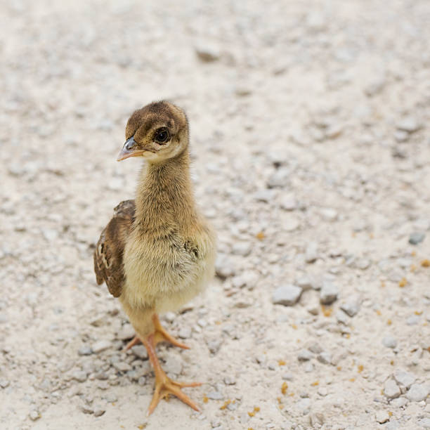 Peafowl chick stock photo