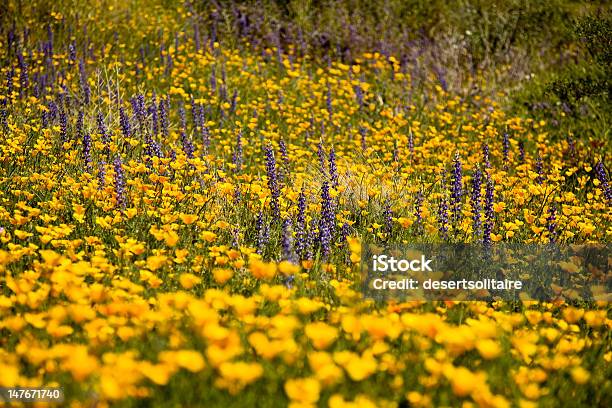 Primavera Wildflowers Deserto - Fotografias de stock e mais imagens de Ao Ar Livre - Ao Ar Livre, Arizona, Beleza natural
