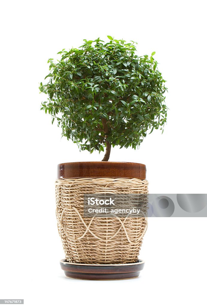 Myrte-Baum - Lizenzfrei Baum Stock-Foto
