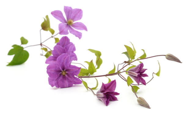 istock Purple clematis and leaves. 1476719005