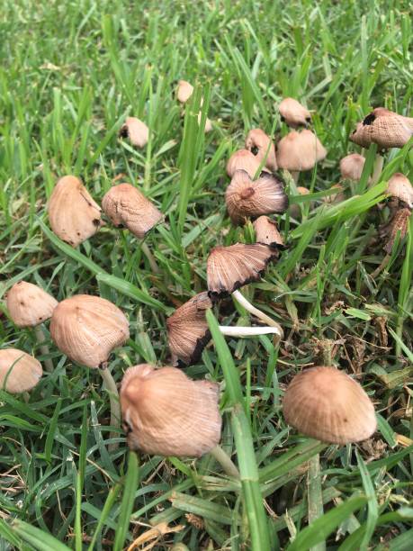 istock mushrooms in the grass after the rain 1476719771