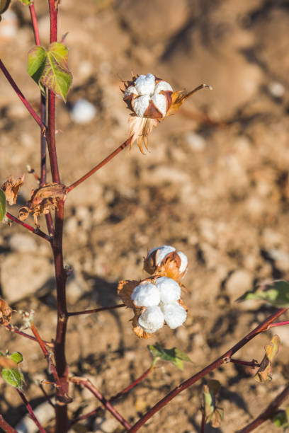 istock Ripe bolls of cotton on a bush 1476720014