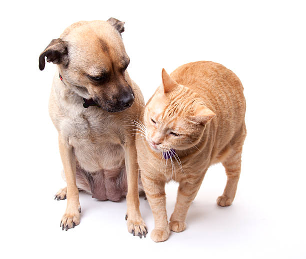istock Getting along like dogs and cats 147672155