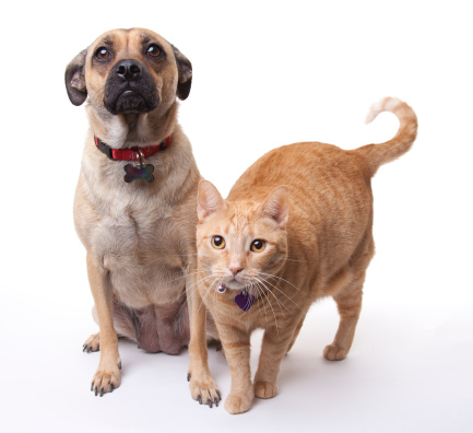 This dog and cat get along long enough for a photo. Both have blank tags visible on their collars.